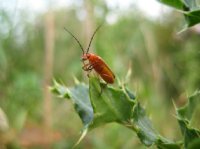 Red Beastie