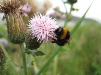 Bumble Bee